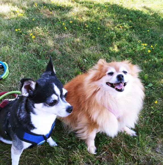 Meet your Posher, Jasmine - Picture 1 of 1